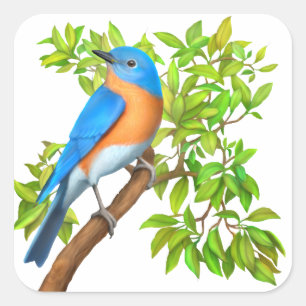 oostelijke Stickers van wilde vogels (bluebird)