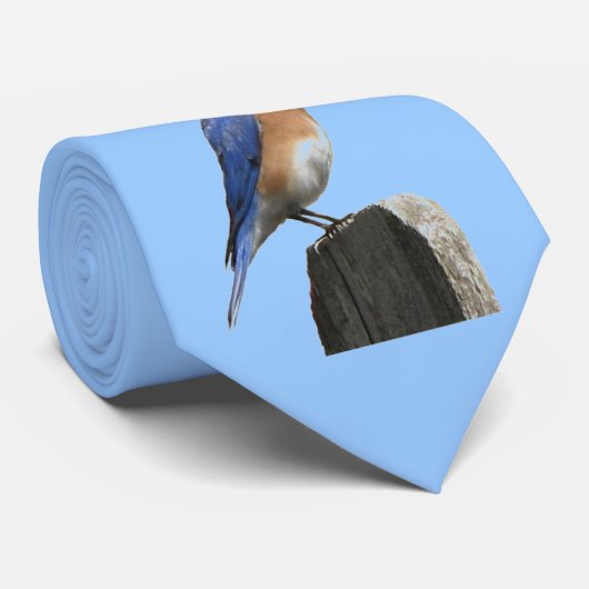 Oostelijke Stropdas van Blauwvogel (Opgerold)