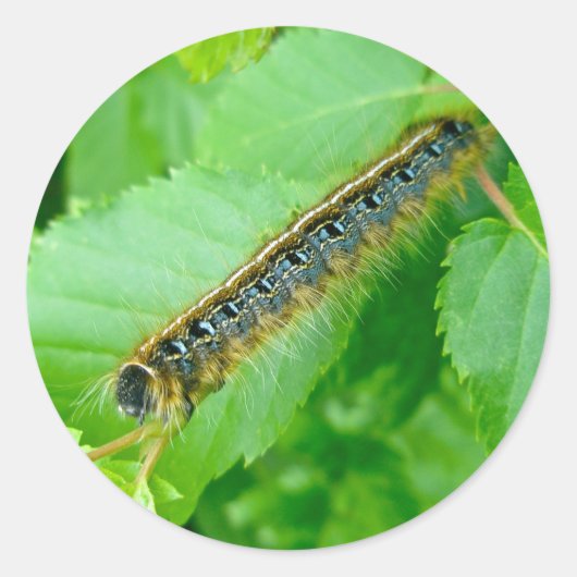 Oostelijke Tent Caterpillar Sticker (Voorkant)