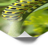 Oostelijke Tiger Swallowtail Caterstrand Foto Afdruk (Hoek)