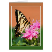 Oostelijke tijger Swallowtail Butterfly (Voorkant)