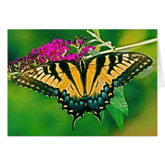 Oostelijke tijger Swallowtail Butterfly (Voorkant Horizontaal)