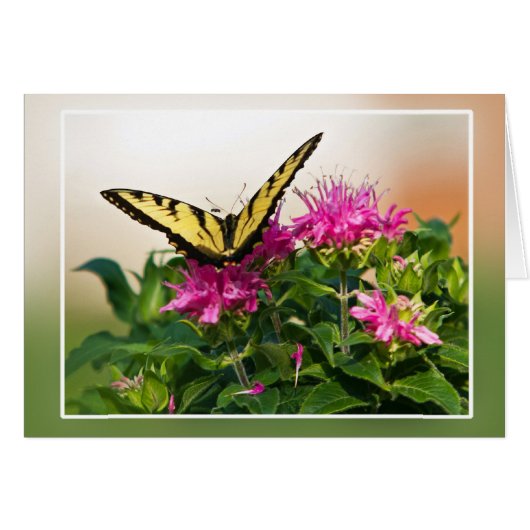 Oostelijke tijger Swallowtail Butterfly (Voorkant Horizontaal)