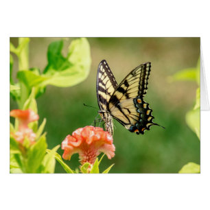 Oostelijke tijger Swallowtail Butterfly