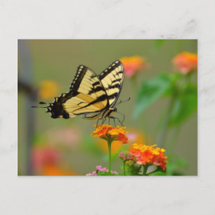 Oostelijke tijger Swallowtail Butterfly Briefkaart