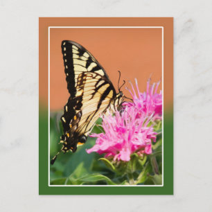 Oostelijke tijger Swallowtail Butterfly Briefkaart