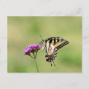 Oostelijke tijger Swallowtail Butterfly Briefkaart
