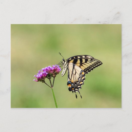 Oostelijke tijger Swallowtail Butterfly Briefkaart (Voorkant)
