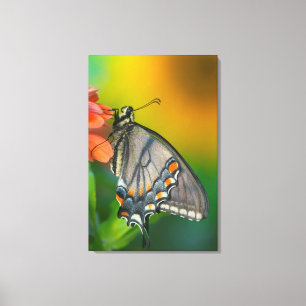 Oostelijke tijger Swallowtail Butterfly Canvas Afdruk