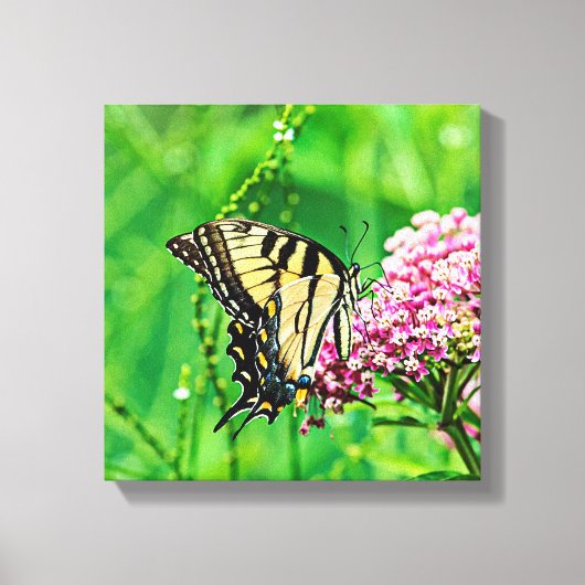 Oostelijke tijger Swallowtail Butterfly Canvas Afdruk (Voorkant)