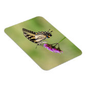 Oostelijke tijger Swallowtail Butterfly Magneet (Rechterzijde)