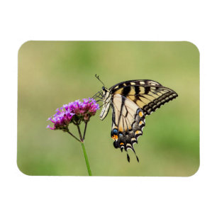 Oostelijke tijger Swallowtail Butterfly Magneet