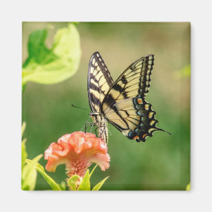 Oostelijke tijger Swallowtail Butterfly Magneet