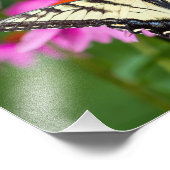 Oostelijke tijger Swallowtail Butterfly op Coneflo Foto Afdruk (Hoek)