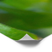 Oostelijke tijger Swallowtail Butterfly Poster (Hoek)