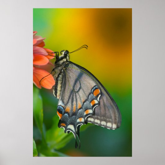Oostelijke tijger Swallowtail Butterfly Poster (Voorkant)