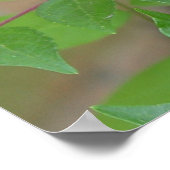 Oostelijke tijger Swallowtail Butterfly Poster (Hoek)