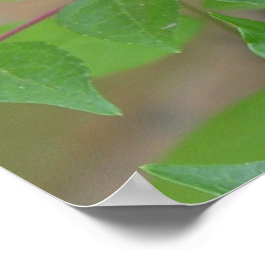 Oostelijke tijger Swallowtail Butterfly Poster (Hoek)