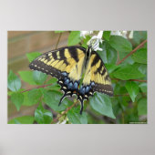 Oostelijke tijger Swallowtail Butterfly Poster (Voorkant)