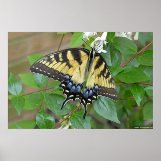 Oostelijke tijger Swallowtail Butterfly Poster