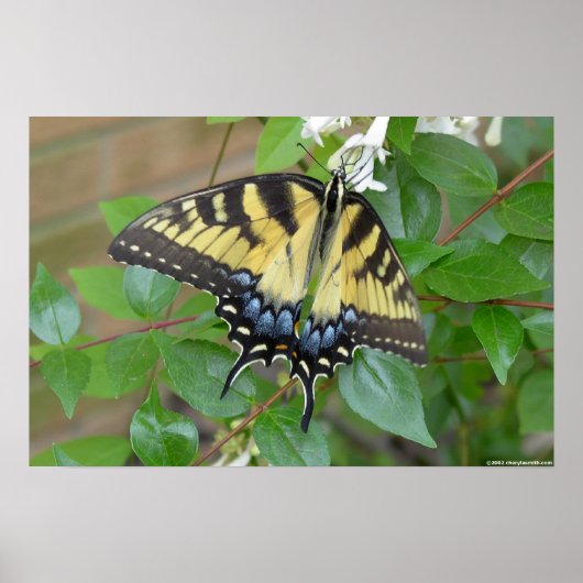 Oostelijke tijger Swallowtail Butterfly Poster (Voorkant)