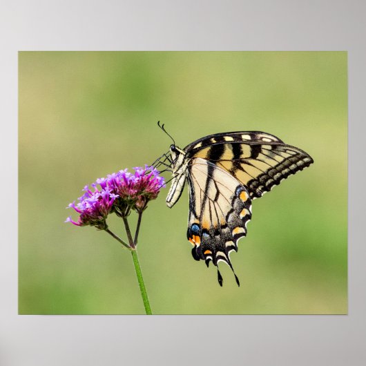 Oostelijke tijger Swallowtail Butterfly Poster (Voorkant)