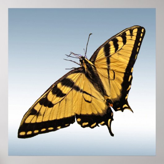 Oostelijke tijger Swallowtail Butterfly Poster (Voorkant)