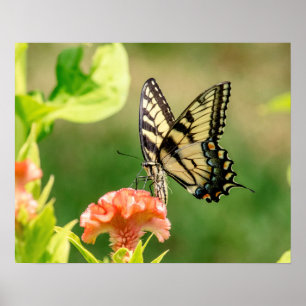 Oostelijke tijger Swallowtail Butterfly Poster