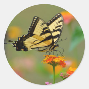 Oostelijke tijger Swallowtail Butterfly Ronde Sticker