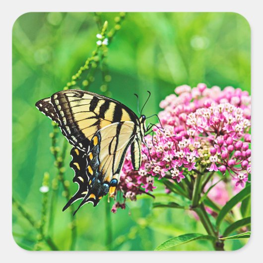 Oostelijke tijger Swallowtail Butterfly Vierkante Sticker (Voorkant)