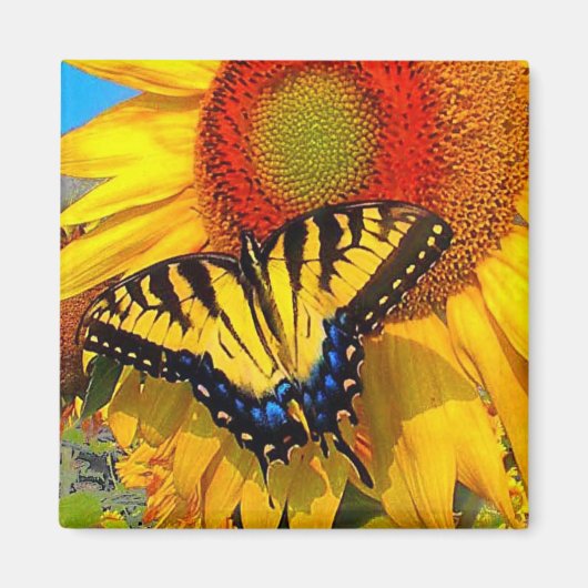 Oostelijke Tijger Swallowtail, magneet (Voorkant)