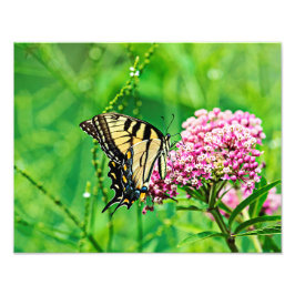 Oostelijke tijgermoerstaafje foto afdruk