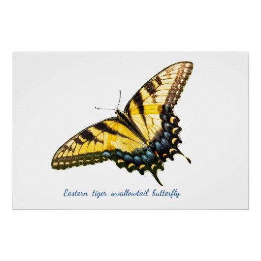 Oostelijke tijgerzwaluwstaart perfect poster (Voorkant)