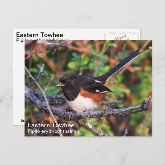 Oostelijke Towee Briefkaart (Voorkant / Achterkant)