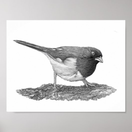 Oostelijke Towee Poster (Voorkant)