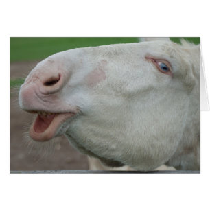 Oostenrijk-Hongaarse Witte Donkey