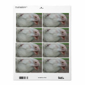 Oostenrijk-Hongaarse Witte Donkey Etiket (Full Sheet)