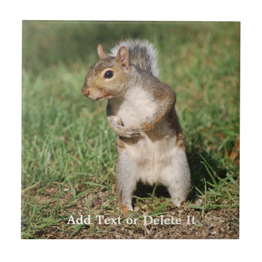 Oostergrijze eekhoorntegel tegeltje (Voorkant)