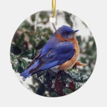 Oosterse Blauwvogel op Holly Kerstversiering