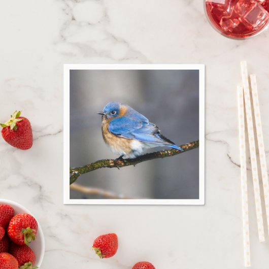 Oosterse Blauwvogel op met ijs bedekt ledemaatpapi Servet (Insitu)