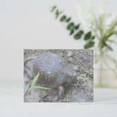 Oosterse box Turtle Briefkaart #1 (Staand voorkant)