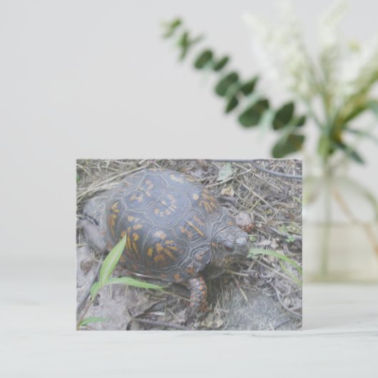 Oosterse box Turtle Briefkaart #1 (Staand voorkant)