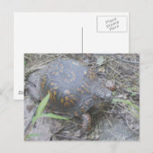 Oosterse box Turtle Briefkaart #1 (Voorkant / Achterkant)