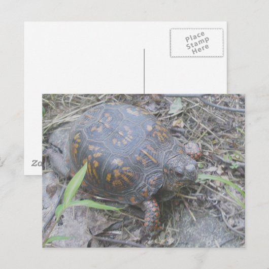 Oosterse box Turtle Briefkaart #1 (Voorkant / Achterkant)