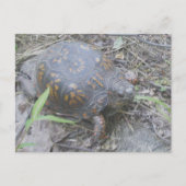 Oosterse box Turtle Briefkaart #1 (Voorkant)