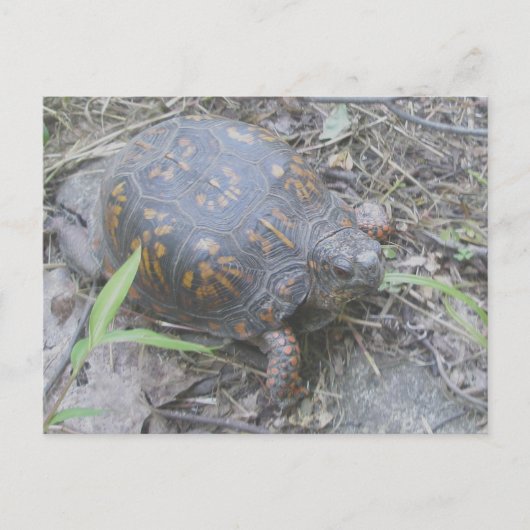Oosterse box Turtle Briefkaart #1 (Voorkant)