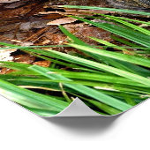 Oosterse box Turtle Poster (Hoek)