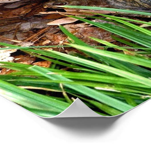 Oosterse box Turtle Poster (Hoek)