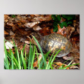 Oosterse box Turtle Poster (Voorkant)