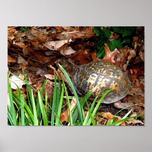 Oosterse box Turtle Poster (Voorkant)
